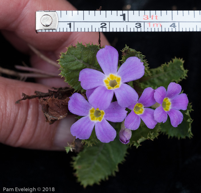 <i>Primula gracilipes </i>