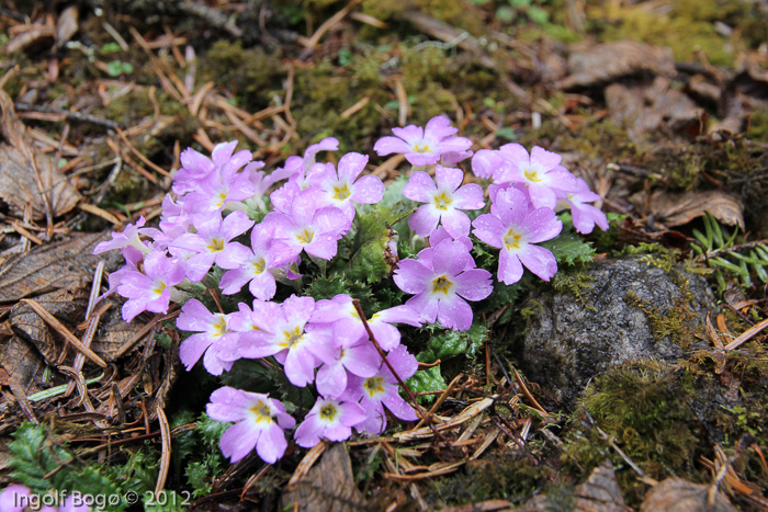 <i>Primula gracilipes </i>