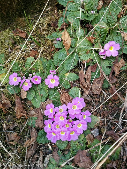 <i>Primula gracilipes </i>