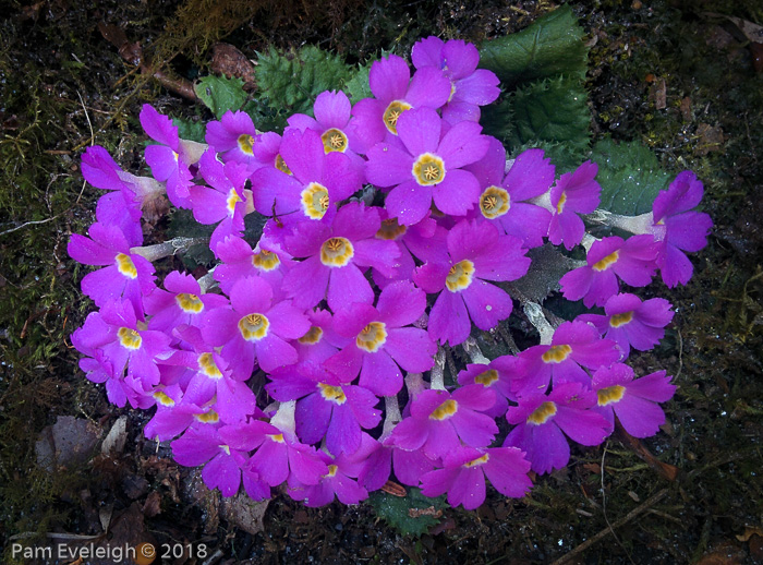 <i>Primula gracilipes </i>