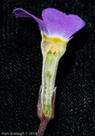 <i>Primula gracilipes </i>