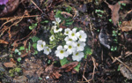 <i>Primula gracilipes white form </i>