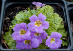 <i>Primula gracilipes </i>