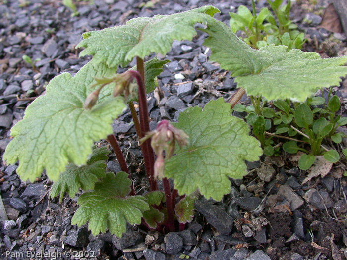 <i>Primula matthioli subsp. brotheri </i>