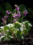 <i>Primula matthioli subsp. brotheri </i>