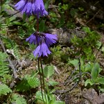 Click to see: amethystinaBrevifoliaHJ2575