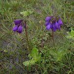 Click to see: amethystinaBrevifoliaHJ2986