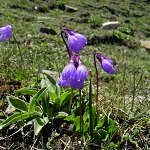 Click to see: amethystinaCC_4138