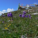 Click to see: amethystinaDH_P1010268