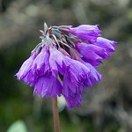 Click to see: amethystinaJL_7672