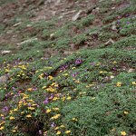 Click to see: amethystinaPB_01d
