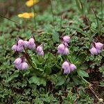 Click to see: amethystinaPB_91a