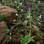 Click to see: watsoniiDH_P1010884