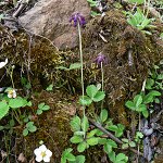 Click to see: watsoniiDH_P1010885