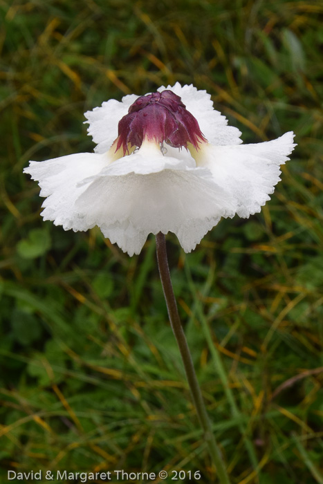 <i>Primula wigramiana </i>