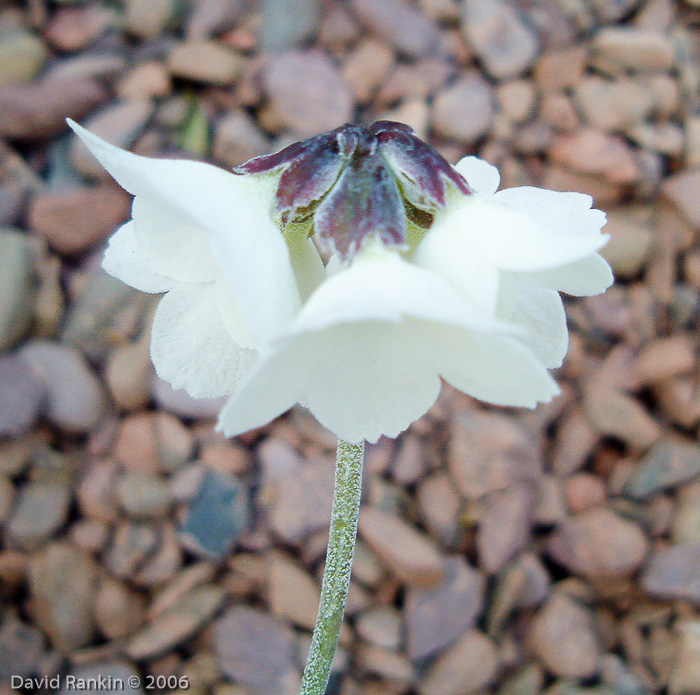 <i>Primula wigramiana </i>