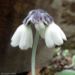 <i>Primula wigramiana </i>