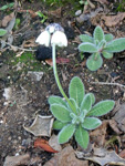 <i>Primula wigramiana </i>