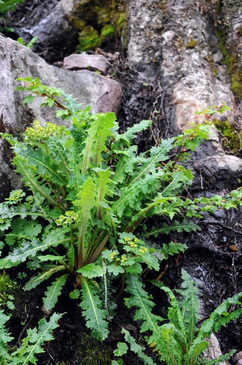 CH1_0698c.jpg - P. sonchifolia ssp emeiensis