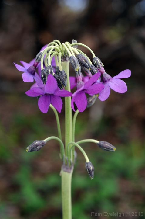 CH1_3512c.jpg - P. chionantha ssp sinopurpurea