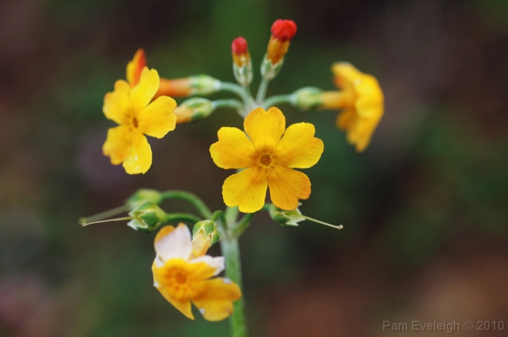 CH1_3599c.jpg - P. chungensis (yellow form)