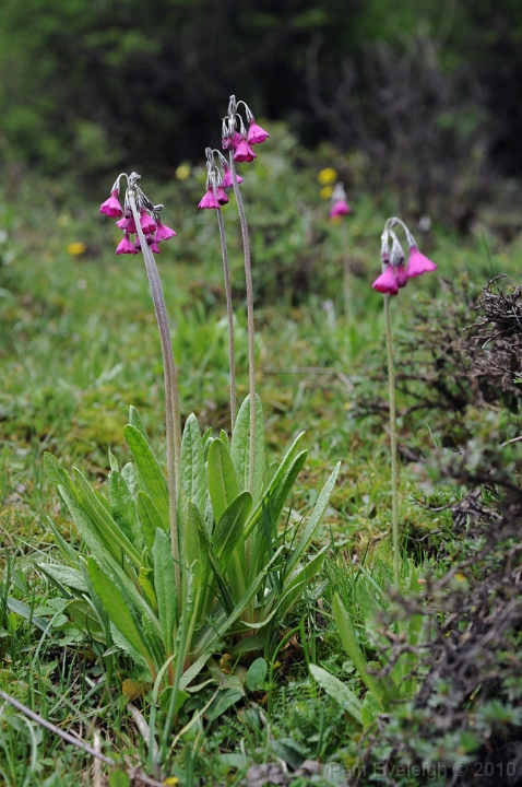 CH1_3764c.jpg - P. secundiflora