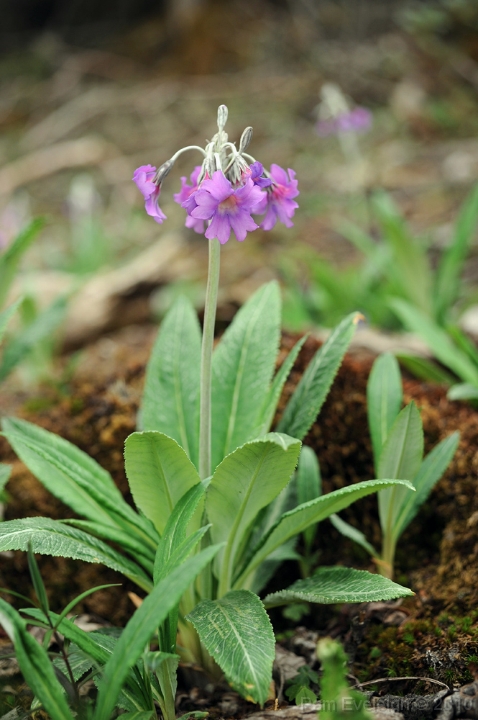 CH1_3878c.jpg - P. hongshanensis (boreiocalliantha)