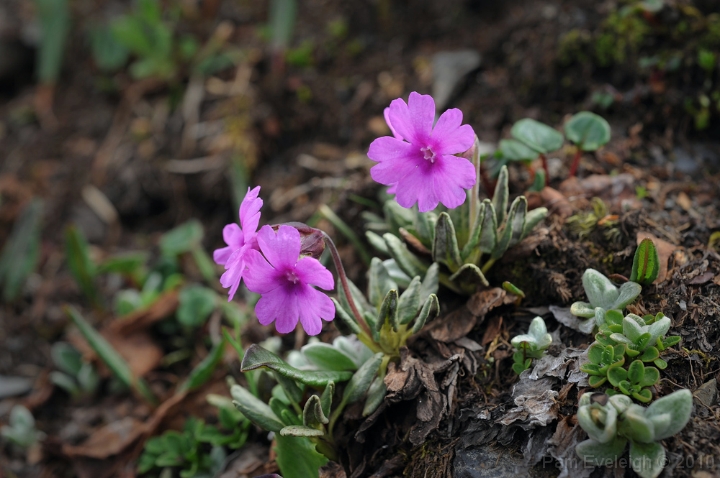 CH1_4398c.jpg - P. dryadifolia