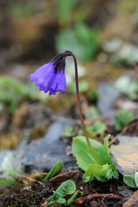 CH1_4452c.jpg - P. amethystina var brevifolia