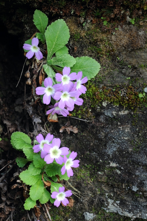 CH1_6094c.jpg - P. membranifolia