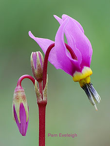 Dodecatheon