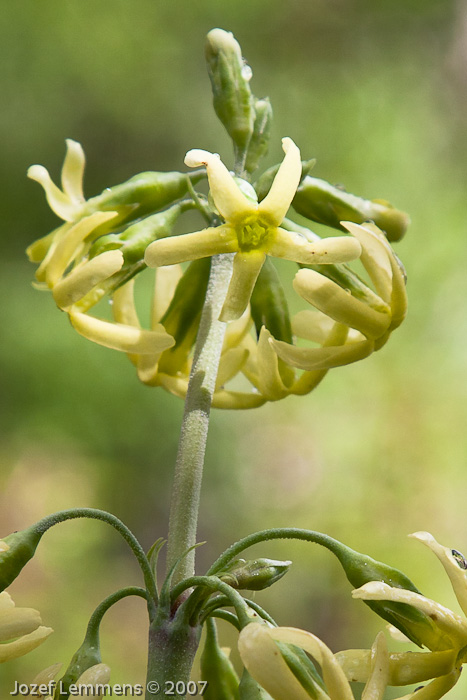 advena var argentata