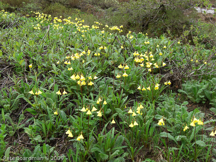 P. agleniana var. atrocrocea