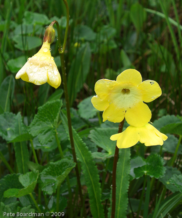 P. agleniana var. atrocrocea