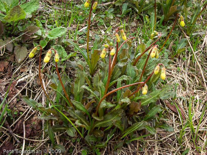 P. agleniana var. atrocrocea