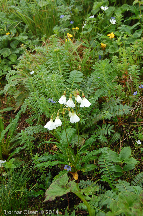 P. agleniana var. alba