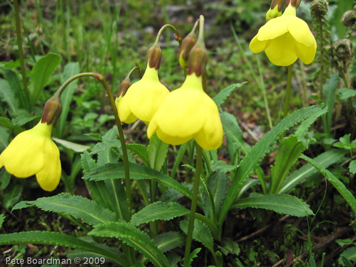 P. agleniana var. atrocrocea