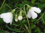 P. agleniana var. alba