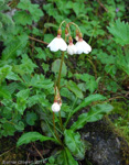 P. agleniana var. alba