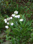 P. agleniana var. alba