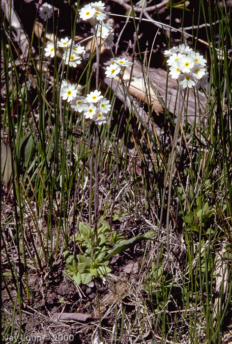 <i>Primula alcalina </i>