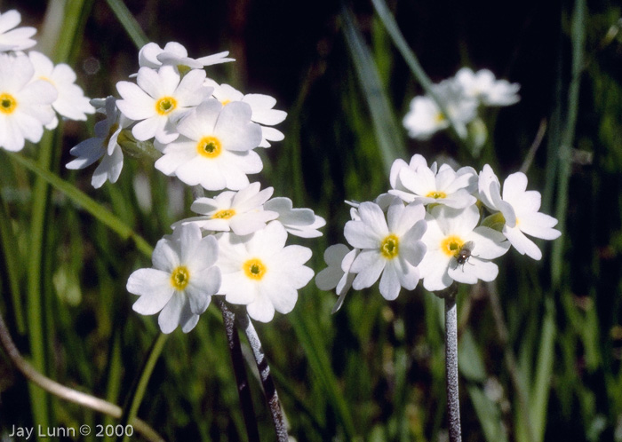 <i>Primula alcalina </i>