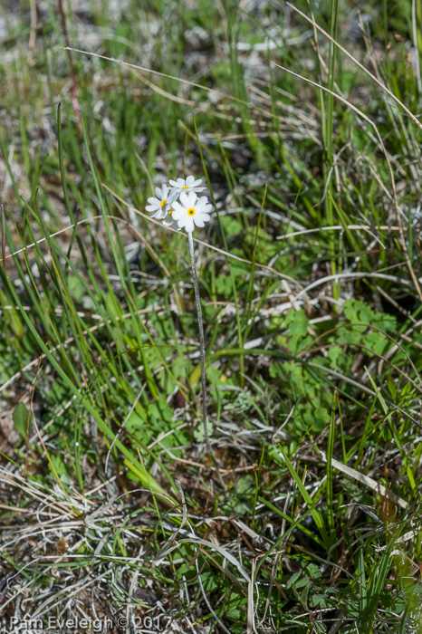 <i>Primula alcalina </i>