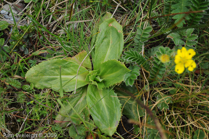 <i>Primula amethystina subsp. amethystina </i>