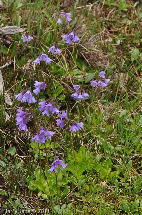 <i>Primula amethystina subsp. argutidens </i>