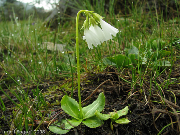 <i>Primula amethystina subsp. brevifolia </i>