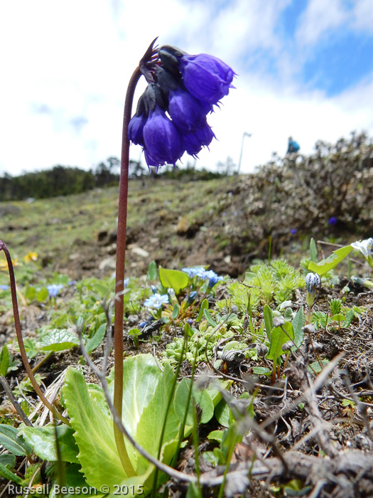 <i>Primula amethystina subsp. brevifolia </i>