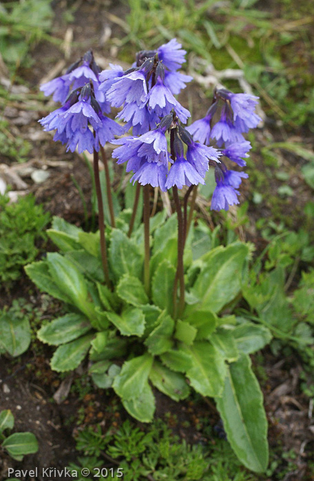 <i>Primula amethystina subsp. argutidens </i>