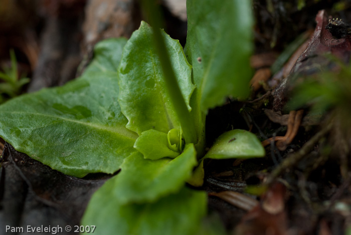 <i>Primula amethystina subsp. brevifolia </i>