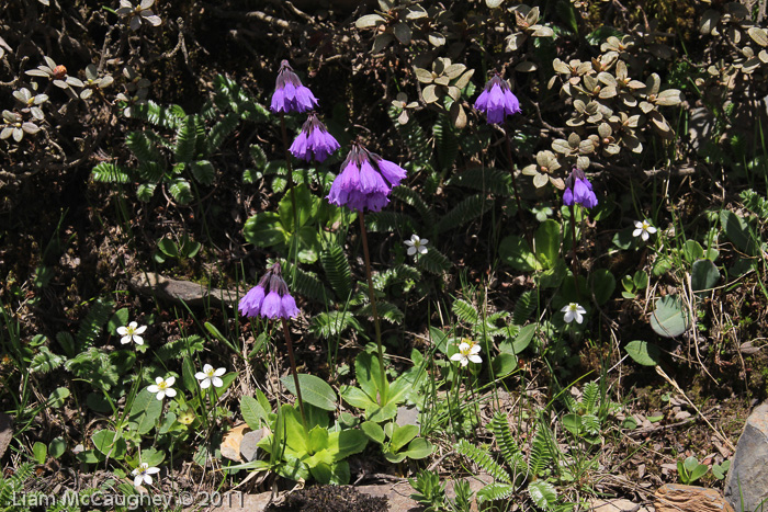 <i>Primula amethystina subsp. brevifolia </i>